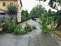 Terni maltempo pioggia strada di Cospea, albero caduto - 31 agosto 2016 (1)