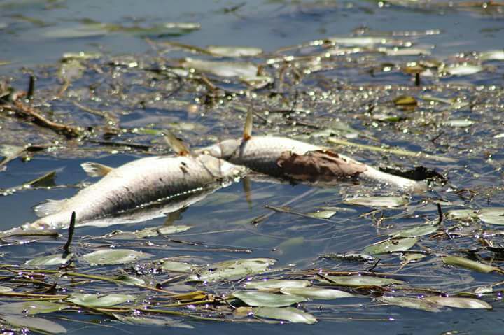 Bevagna fiume Teverino - Image 2017-07-30 at 14.07.37