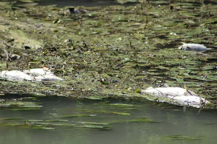 Bevagna fiume Teverino - Image 2017-07-30 at 14.07.39