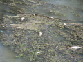bevagna, teverone, timia, fiume, inquinamento, pesci morti, alghe, depuratore, foligno, clitunno,