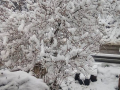 Umbria Burian neve maltempo - 26 febbraio 2018 (12)