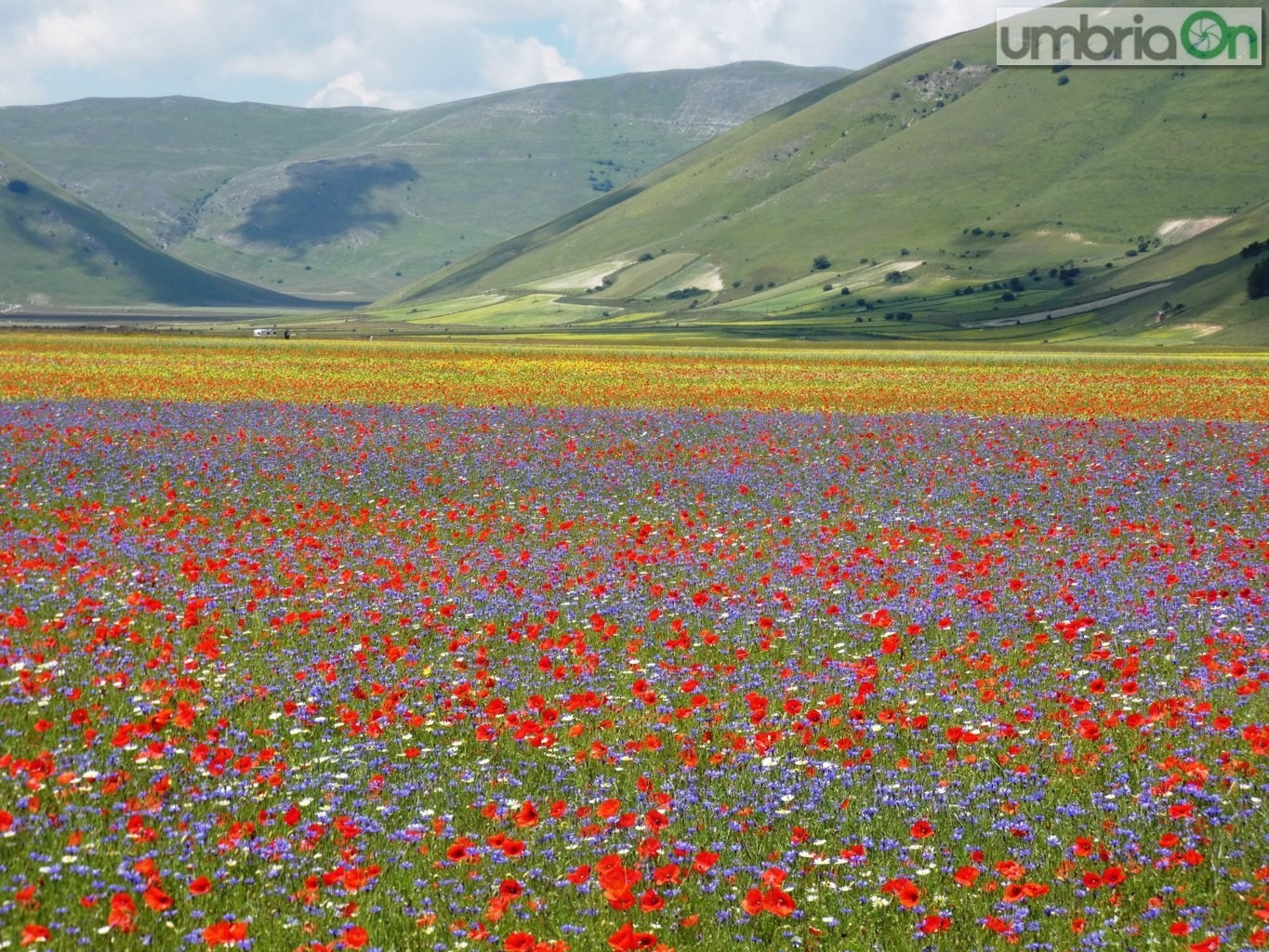 Castelluccio-fiorita-fioritura2-distesa-FILEminimizer