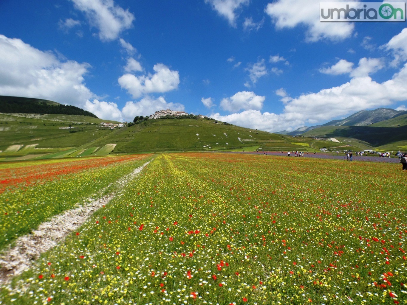 Castelluccio-fiorita-fioritura239-FILEminimizer