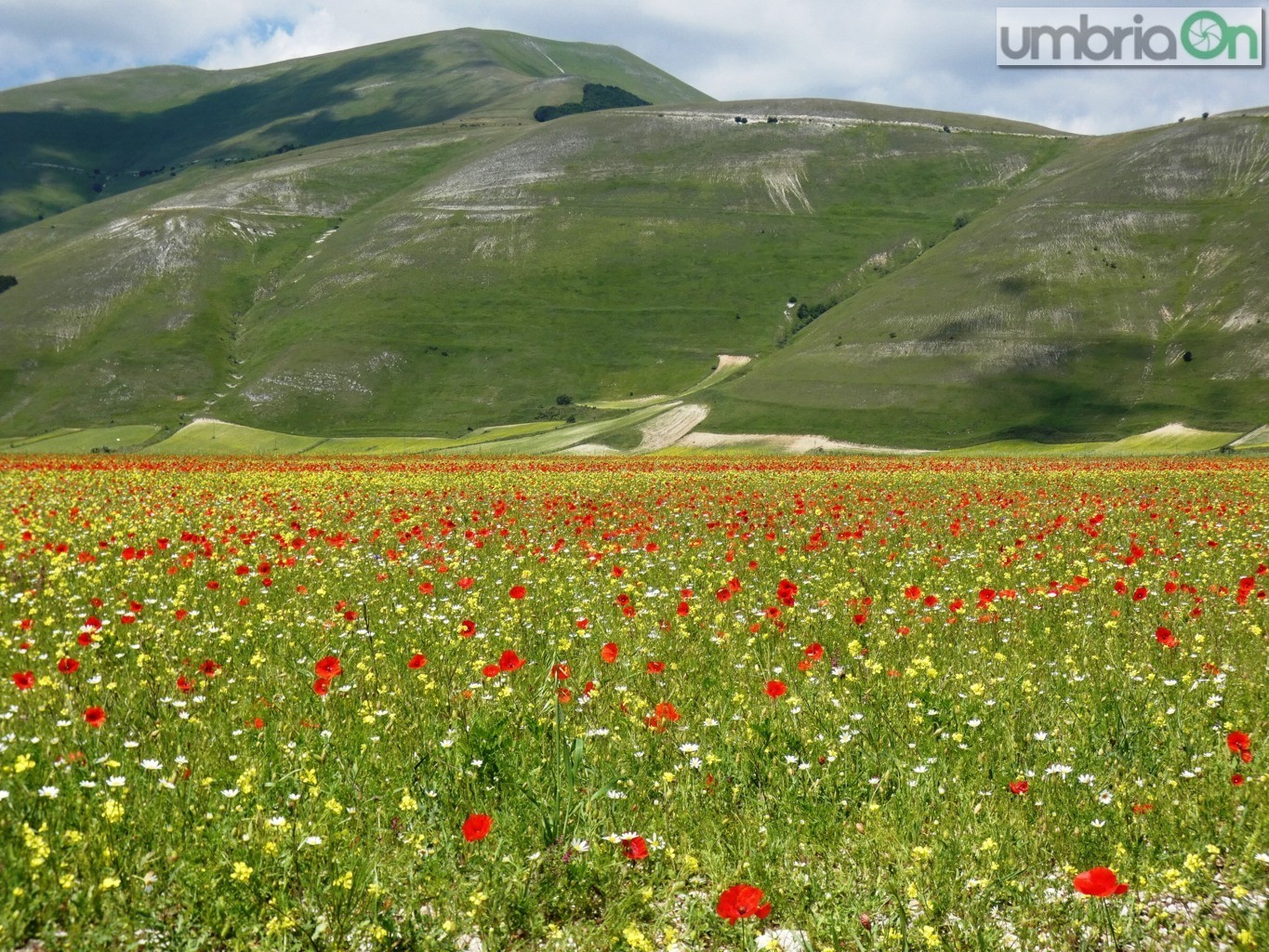 Castelluccio-fiorita-fioritura259-FILEminimizer