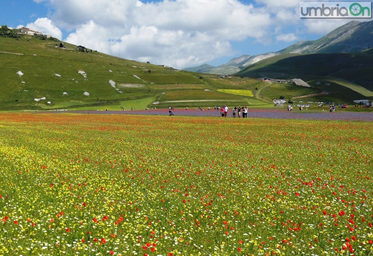 Castelluccio-fiorita-fioritura264334-FILEminimizer