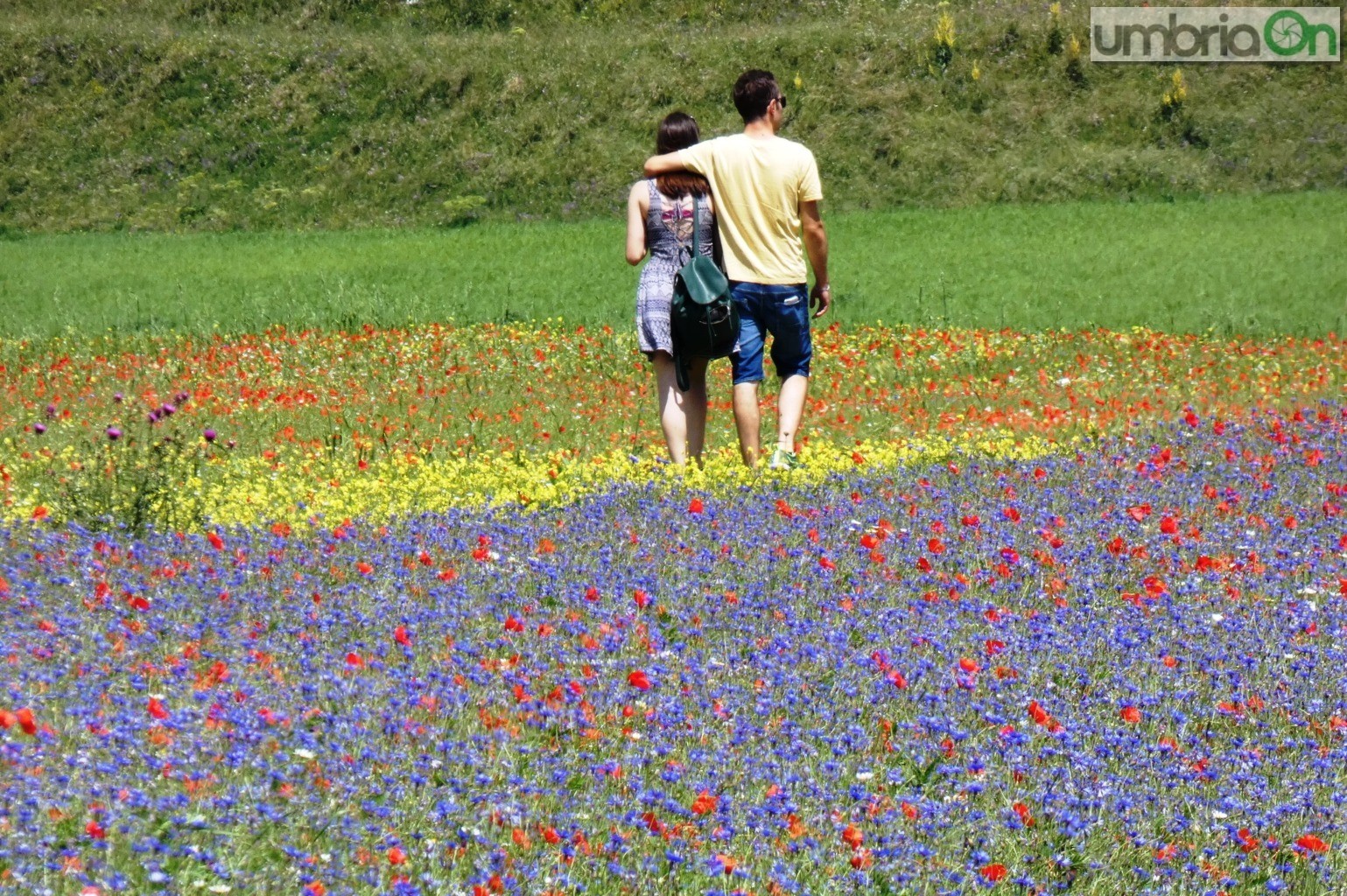 Castelluccio-fiorita-fioritura2667676-coppia-amore-FILEminimizer