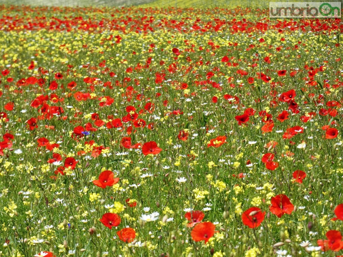 Castelluccio-fiorita-fioritura28653-FILEminimizer