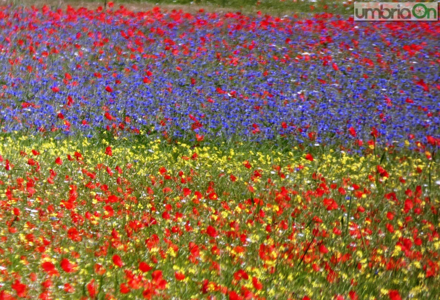 Castelluccio-fiorita-fioritura2889-FILEminimizer