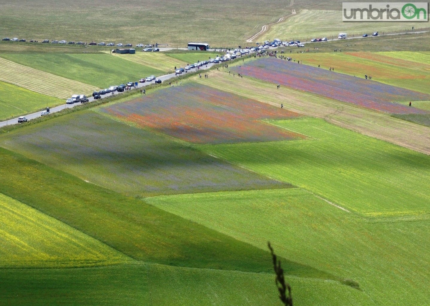 Castelluccio-fiorita-fioritura28989-FILEminimizer