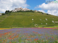 Castelluccio-fiorita-fioritura2-FILEminimizer