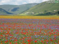 Castelluccio-fiorita-fioritura2-distesa-FILEminimizer