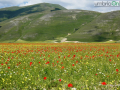 Castelluccio-fiorita-fioritura259-FILEminimizer