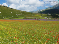 Castelluccio-fiorita-fioritura264334-FILEminimizer