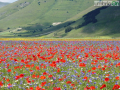 Castelluccio-fiorita-fioritura2998-FILEminimizer