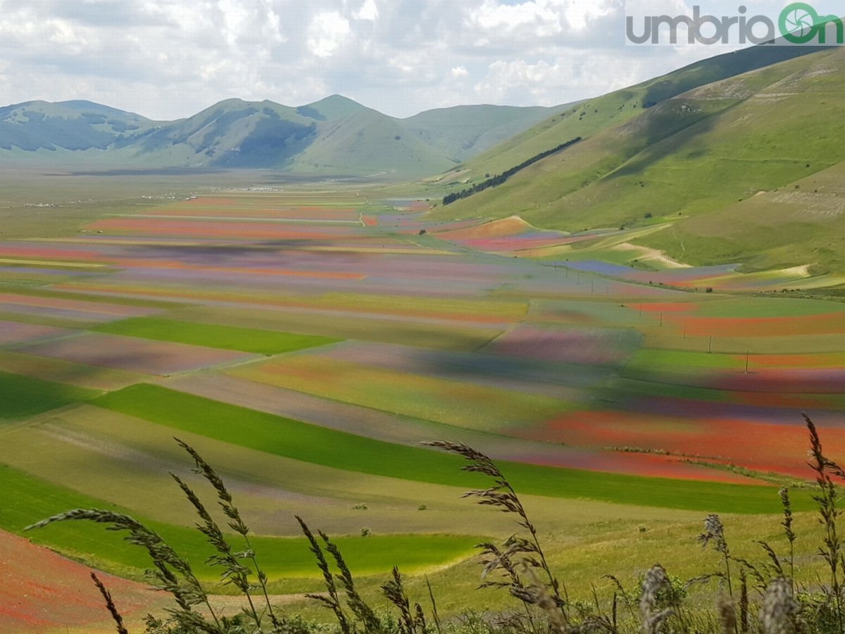 Castelluccio di Norcia, fioritura e turismo - 3 luglio 2020 (13)