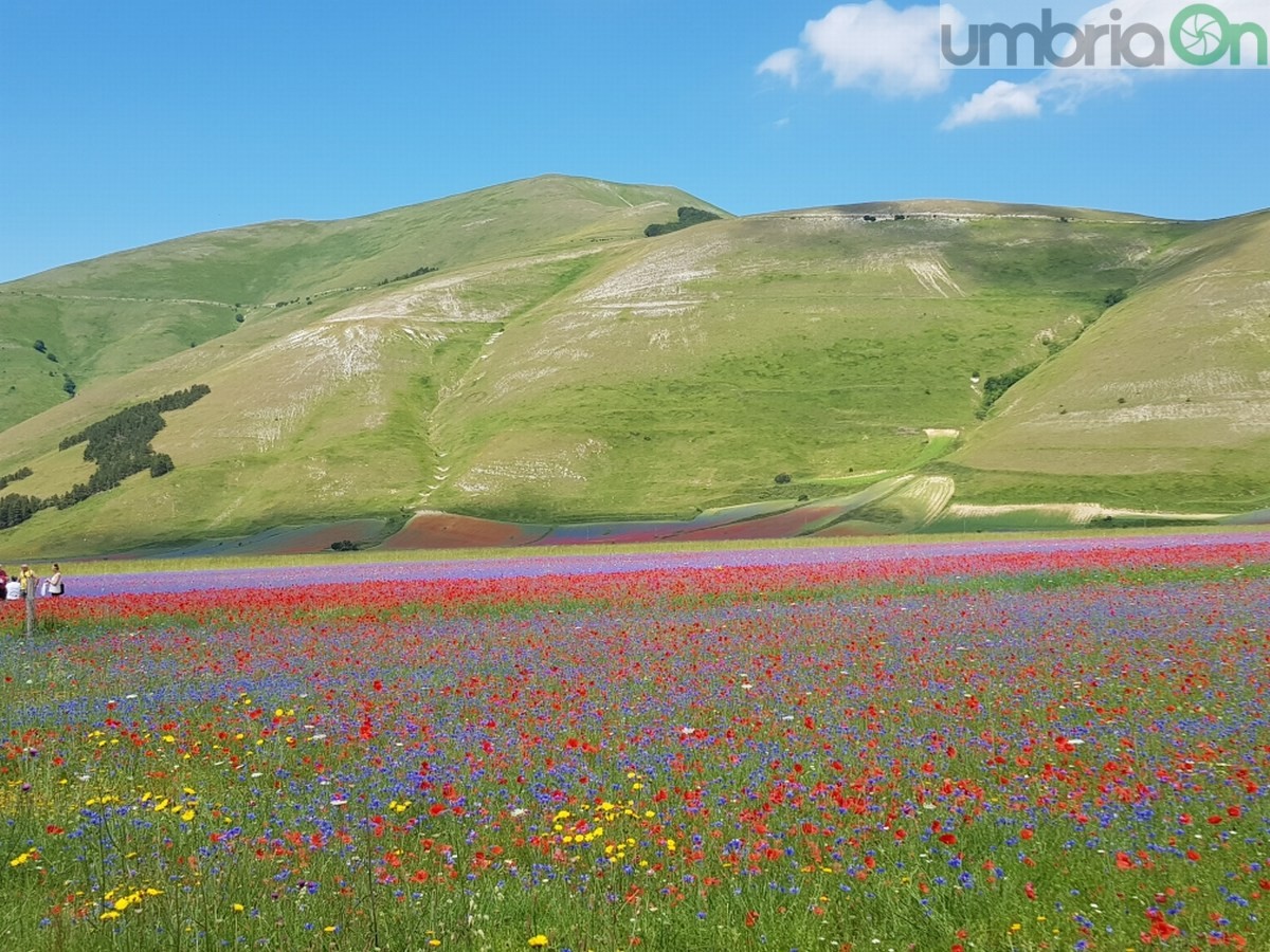 Castelluccio di Norcia, fioritura e turismo - 3 luglio 2020 (2)