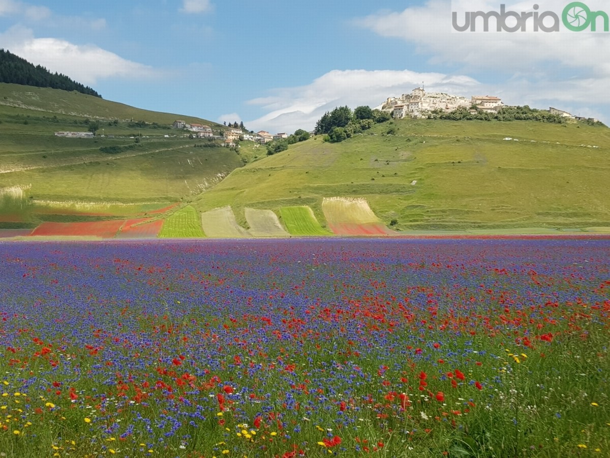 Castelluccio di Norcia, fioritura e turismo - 3 luglio 2020 (3)