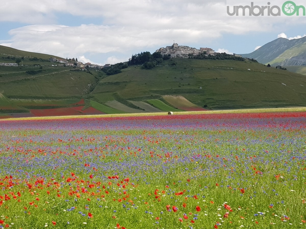 Castelluccio di Norcia, fioritura e turismo - 3 luglio 2020 (4)