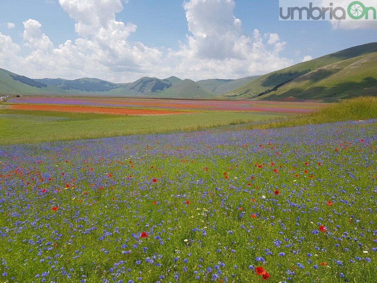 Castelluccio di Norcia, fioritura e turismo - 3 luglio 2020 (7)