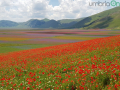 Castelluccio di Norcia, fioritura e turismo - 3 luglio 2020 (15)