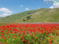 Castelluccio di Norcia, fioritura e turismo - 3 luglio 2020 (6)