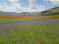 Castelluccio di Norcia, fioritura e turismo - 3 luglio 2020 (7)