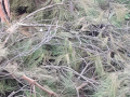 Degrado verde parco via Liutprando Terni - 11 febbraio 2020 (5)