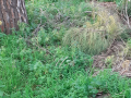 Degrado verde parco via Liutprando Terni - 11 febbraio 2020 (6)