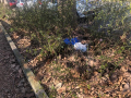 Degrado Città Giardino - febbraio 2020 (8)