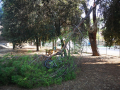 Degrado-rami-pericolanti-giardini-San-Giovanni-Terni-30-luglio-2020-1