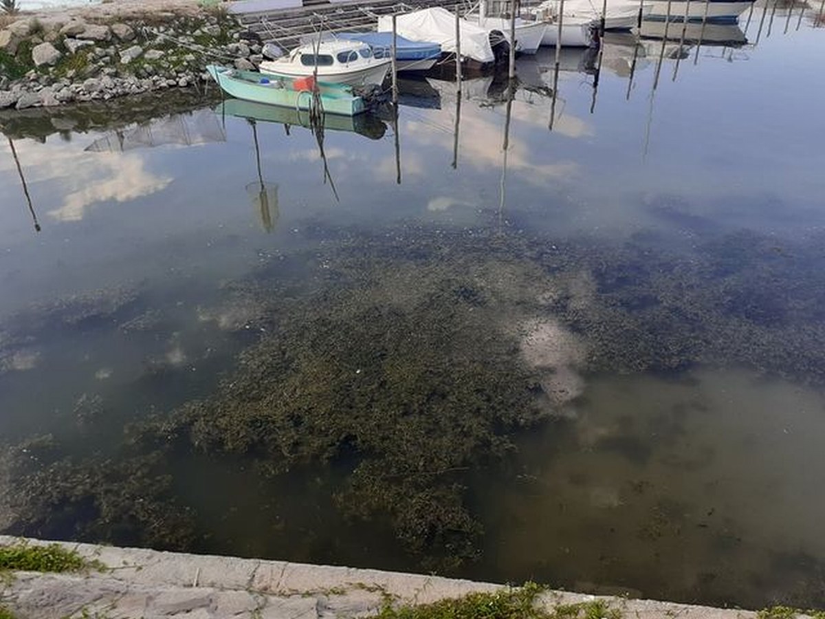 Degrado-alghe-sporco-lago-Trasimeno-Torricella-di-Magione-settembre-2020-1