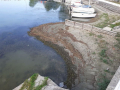 Degrado-alghe-sporco-lago-Trasimeno-Torricella-di-Magione-settembre-2020-3