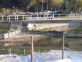 Degrado-alghe-sporco-lago-Trasimeno-Torricella-di-Magione-settembre-2020-5