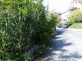 Degrado via Murri Terni - 21 maggio 2021 (2)