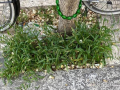 Degrado via Tre Monumenti, Terni - 18 agosto 2020 (6)