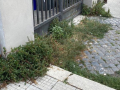 Degrado via Tre Monumenti, Terni - 18 agosto 2020 (8)