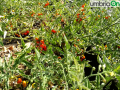 pomodori, fcu, perugia, sant'anna, ferrovia centrale umbra
