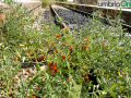 pomodori, fcu, perugia, sant'anna, ferrovia centrale umbra