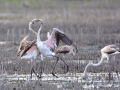 fenicotteri al lago trasimeno gentile concessione L'Alzavola WhatsApp Image 2017-09-28 at 12.59.37