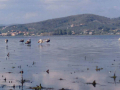 fenicotteri al lago trasimeno gentile concessione L'Alzavola WhatsApp Image 2017-09-28 at 12.59.39