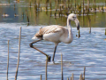 fenicotteri al lago trasimeno gentile concessione L'Alzavola WhatsApp Image 2017-09-28 at 12.59.40 (1)