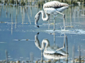 fenicotteri al lago trasimeno gentile concessione L'Alzavola WhatsApp Image 2017-09-28 at 12.59.40 (2)