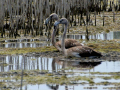 fenicotteri al lago trasimeno gentile concessione L'Alzavola WhatsApp Image 2017-09-28 at 12.59.40 (3)