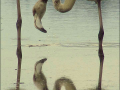 fenicotteri al lago trasimeno gentile concessione L'Alzavola WhatsApp Image 2017-09-28 at 12.59.40