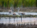 fenicotteri al lago trasimeno gentile concessione L'Alzavola WhatsApp Image 2017-09-28 at 12.59.41 (1)