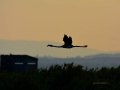 fenicotteri al lago trasimeno gentile concessione L'Alzavola WhatsApp Image 2017-09-28 at 12.59.41