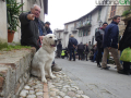 Collescipoli festa Sant'Antonio Abate 2023 cane benedizionexx