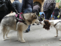 Collescipoli festa Sant'Antonio Abate 2023 cani benedizionec