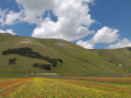 castelluccio norcia fioritura 2020