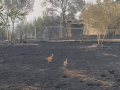 La zona di ripopolamente e cattura bruciata
